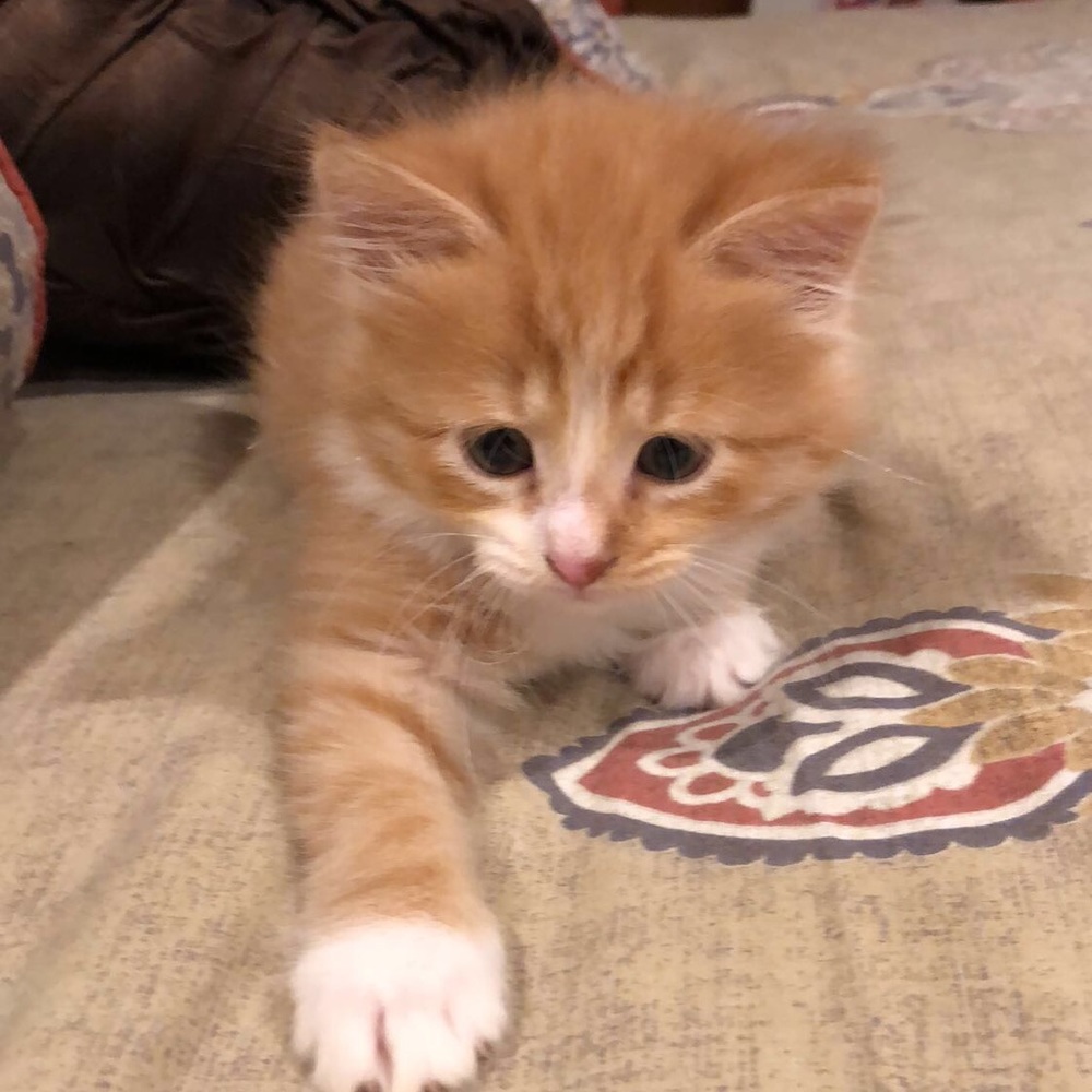 Meet your Posher, Preslee